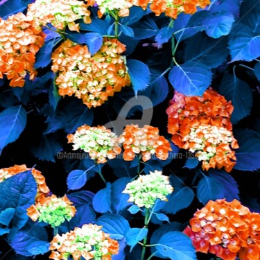 Hortensia 1